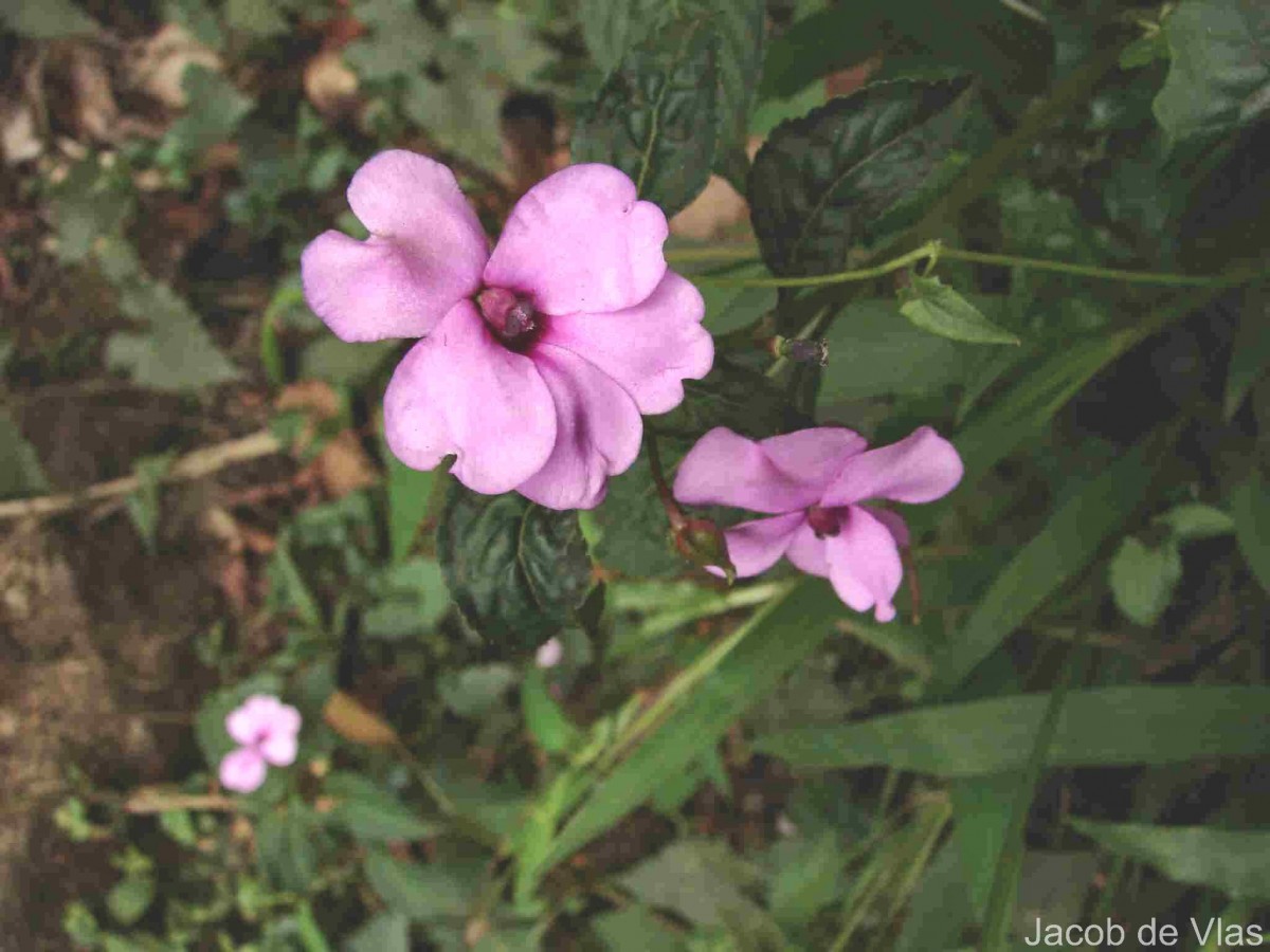 Impatiens flaccida Arn.